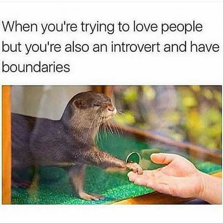 Introverts like cats